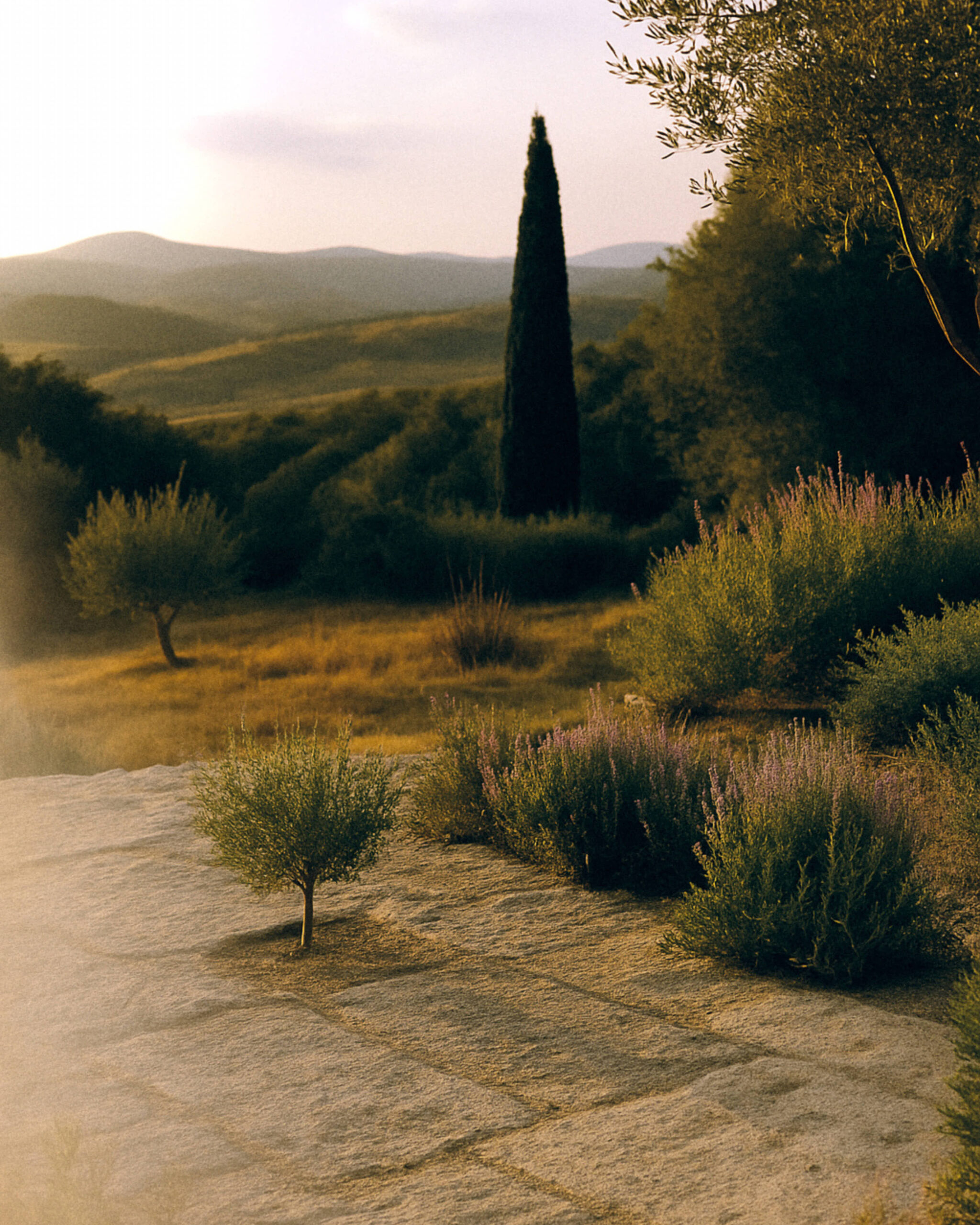 AI Crafted photography content for Savannah Bay Gallery - Studio Based in Paris